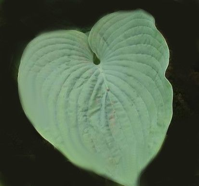 Hosta &#039;Jurassic Park&#039; 2 litre