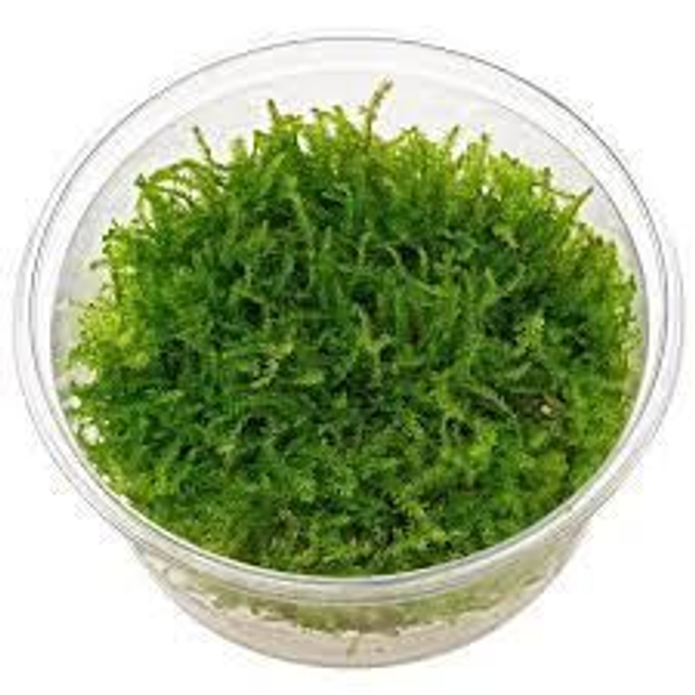 Muschio Vesicularia montagnei (Christmas moss)
