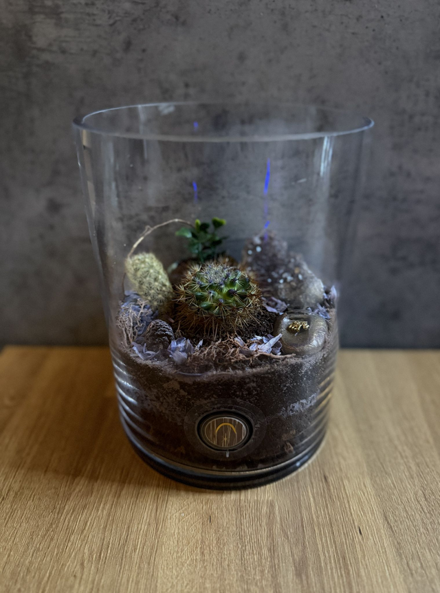 Bowo® PURPLE SHINE connecté Deluxe