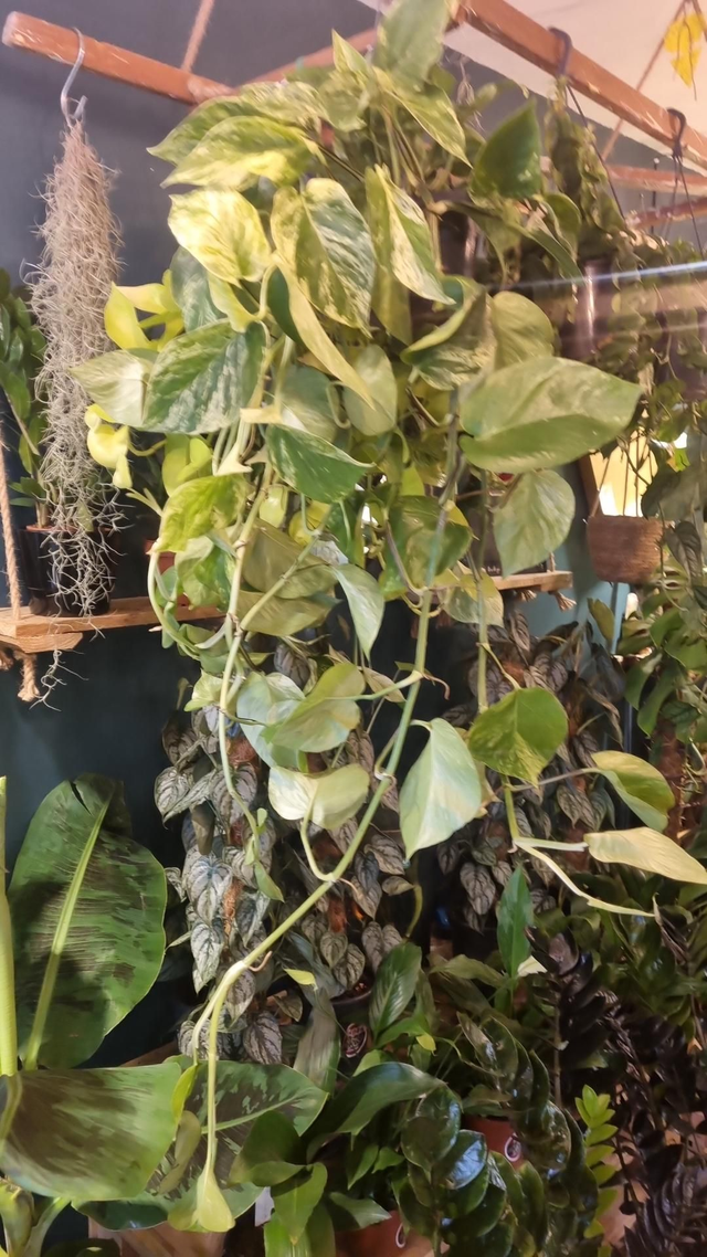 pothos, Marble queen hanging plant 40cm long