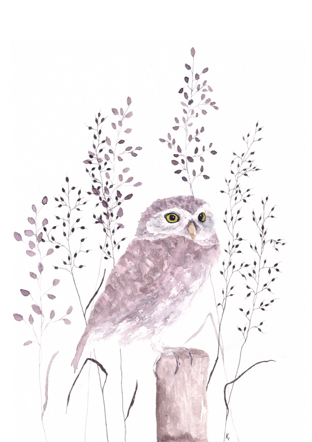 Cadre - Chouette chevêche