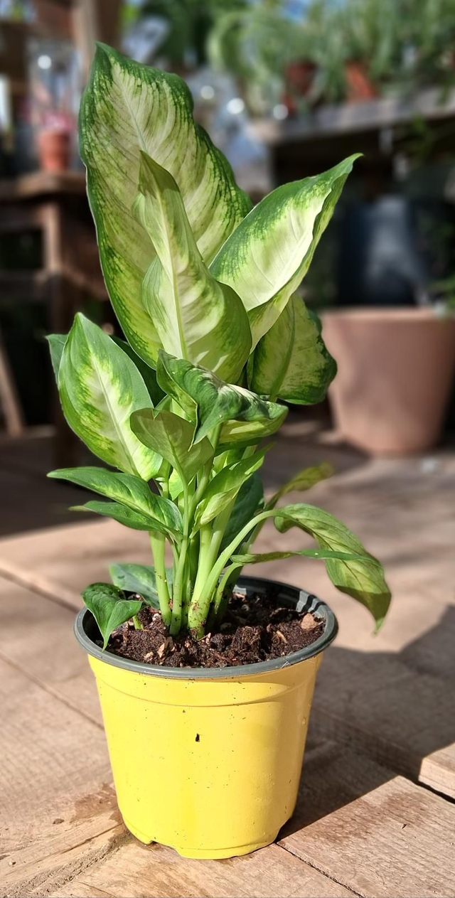 B102 . Dieffenbachia Camilla vaso 12