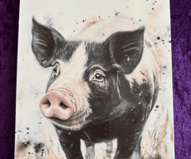 Plain Note Pac Pig black/white