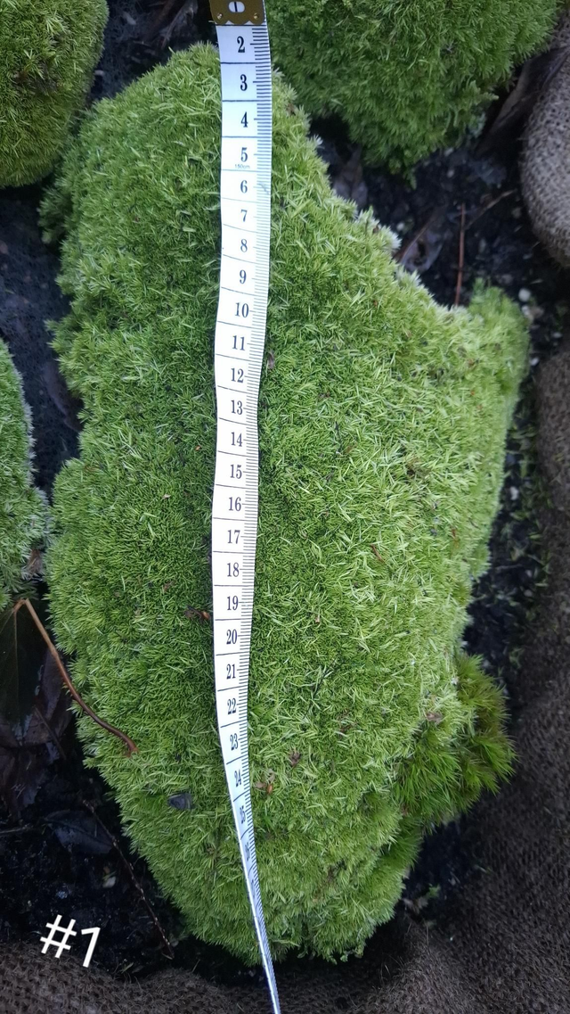 Leucobryum glaucum #1