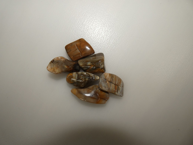 Bois Fossile A. 20mm a 30mm Pièce 