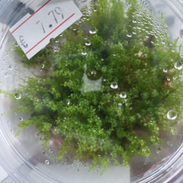 Plagiomnium affine vitro