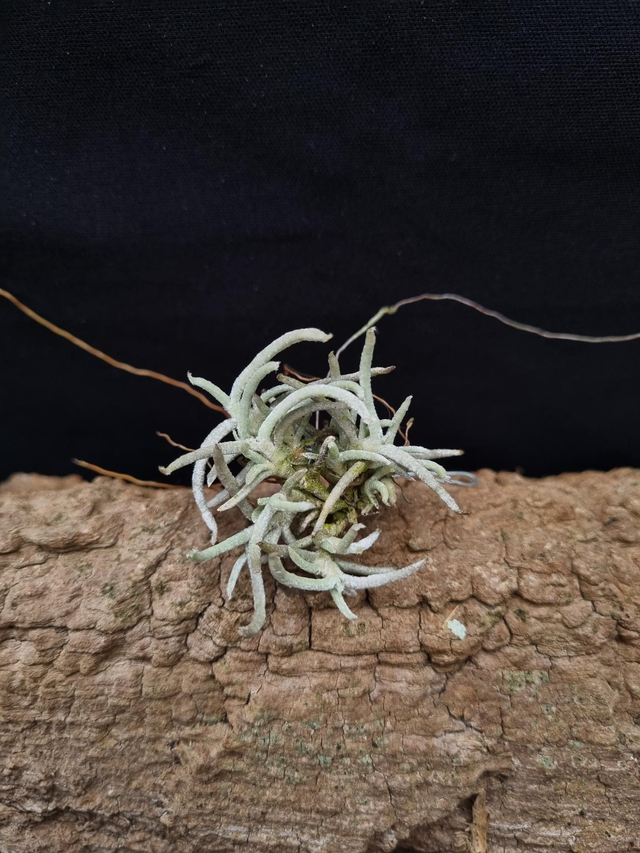 Tillandsia mollis