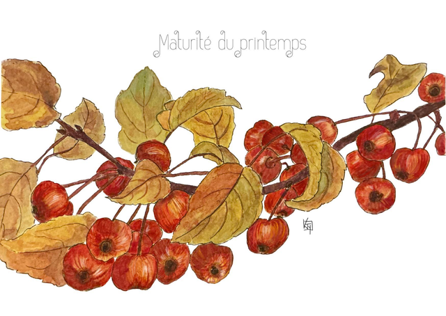 Carte postale botanique - pommier "Maturité du printemps"