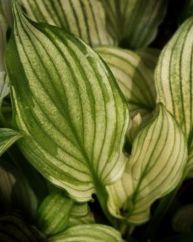 Hosta 'Zebra Stripes' bare root