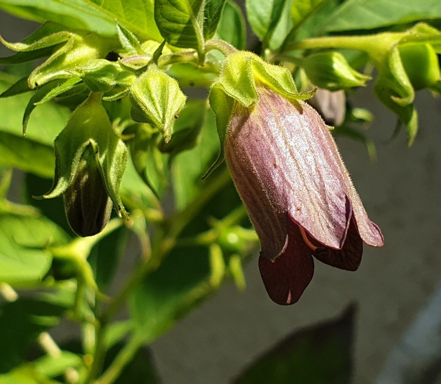 100 graines Atropa belladonna Belladone seeds samen semilla Tollkirsche rare