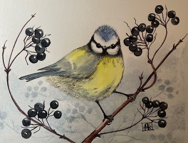 RK44 Blue Tit by Ruth Kirkby, , Watercolour