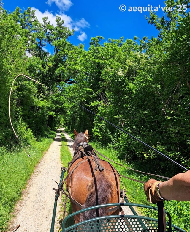 Balade en calèche - Nature