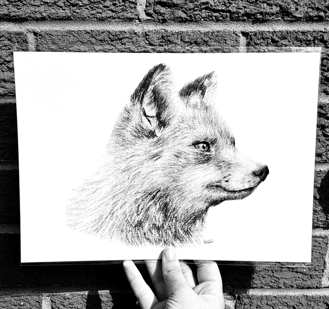 Fox A4 Print