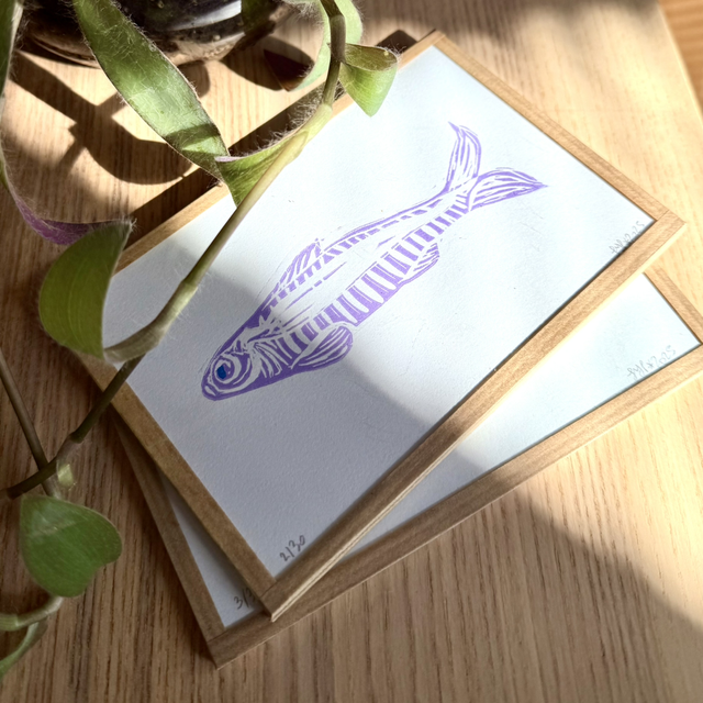 Sardinounette - petit cadre 10x15