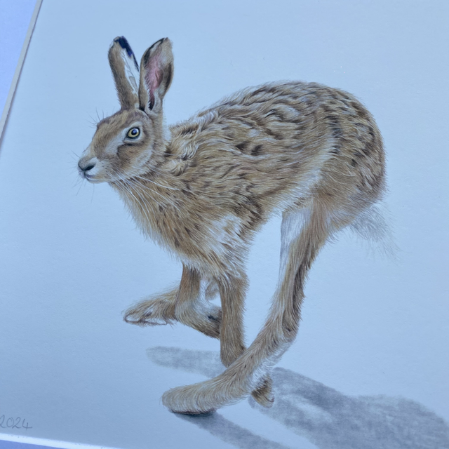 Hare in Motion Fine Art Print