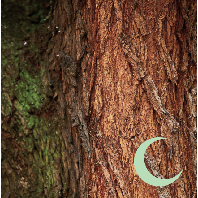 Rencontrer son animal intérieur