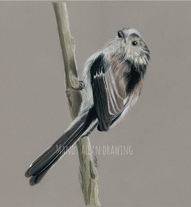 "A Brief Pause- Long Tailed Tit" Bird Limited Edition Print