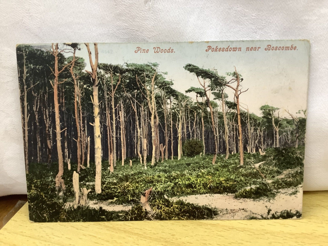 Pine Woods, Pokesdown near Boscombe, Dorset, Posted 1904 unbranded antique postcard. Our Ref No. R686 £2.25