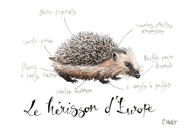 Tableau à l'aquarelle hérisson d'Europe annoté