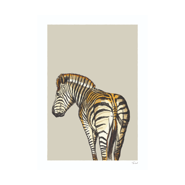 Zebra