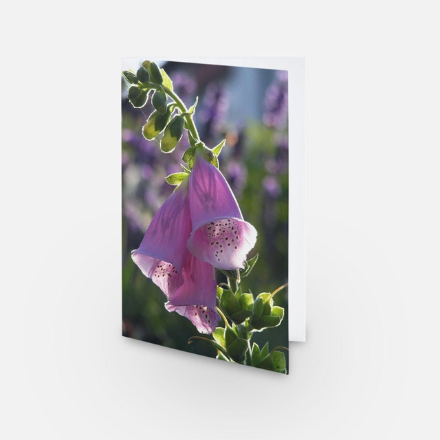 Pink foxglove flower greeting card