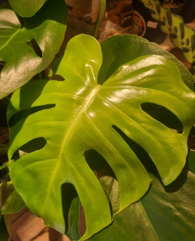 Monstera deliciosa