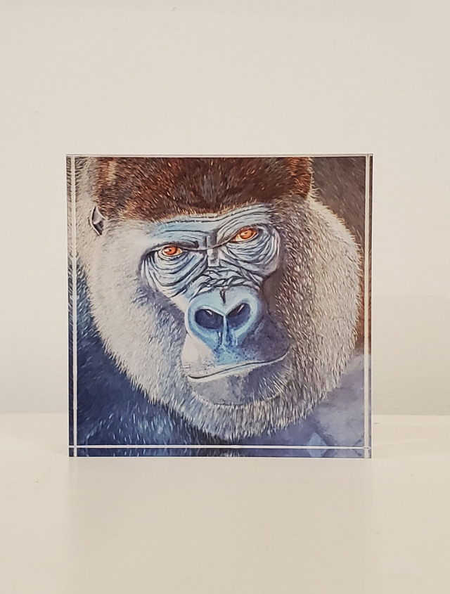 Impression sur verre acrylique - Le gorille