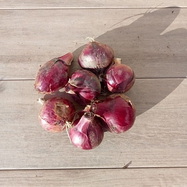 Oignons rouges 500g