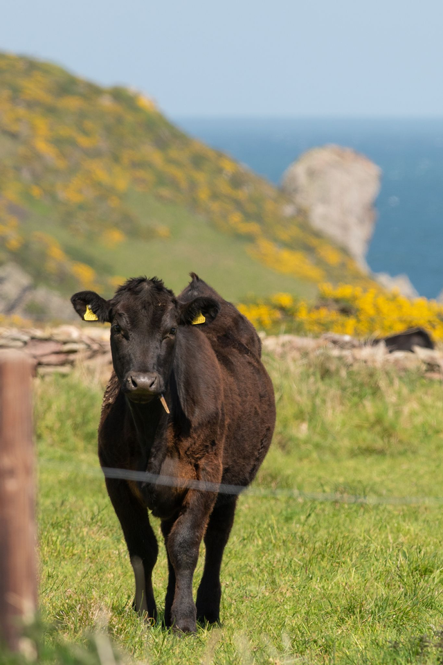 Vache d&#039;Aurigny