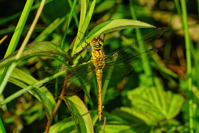 Libellule jaune