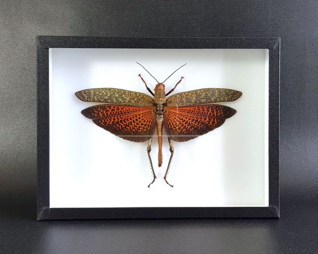 Tropidacris cristata dux (femelle)