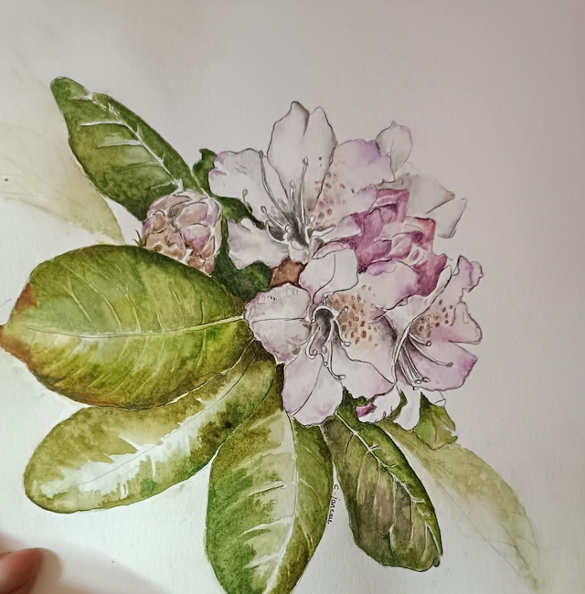 Aquarelle les bases  1h