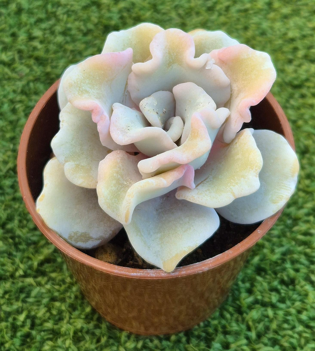 Echeveria 'Crispate Beauty'