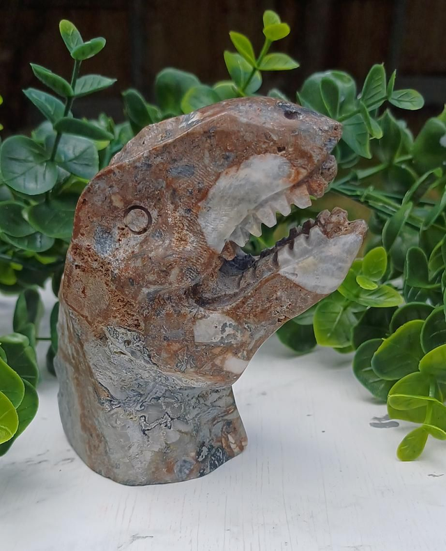 Money Agate T-Rex Dinosaur Crystal | Natural Stone Carved and Polished Tyrannosaurus Rex Head 
