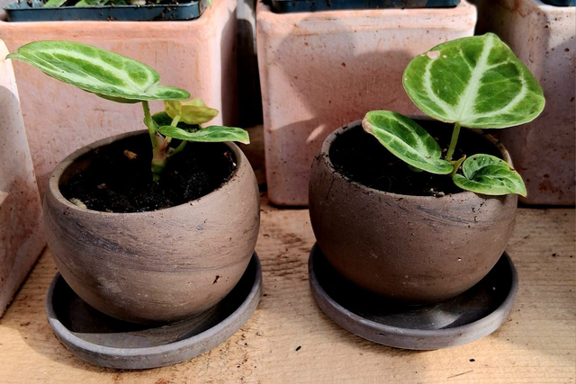 C82 . Anthurium crystallinum 'Crystal Hope' in "LUNA BASALT"