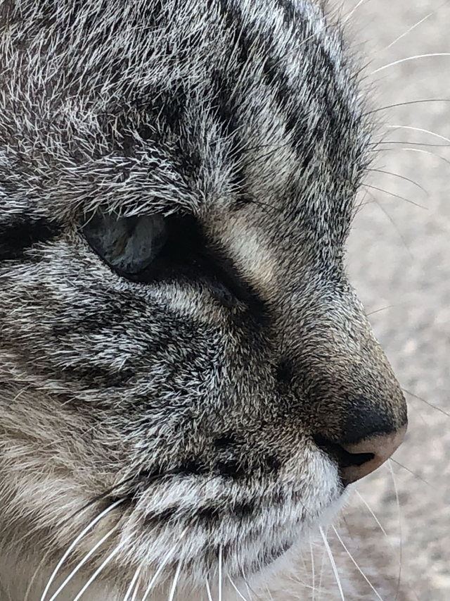 Soin énergétique animal
