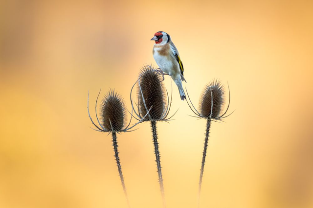 Elégance matinale (Chardonneret élégant)