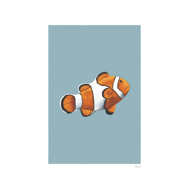 Clown Fish
