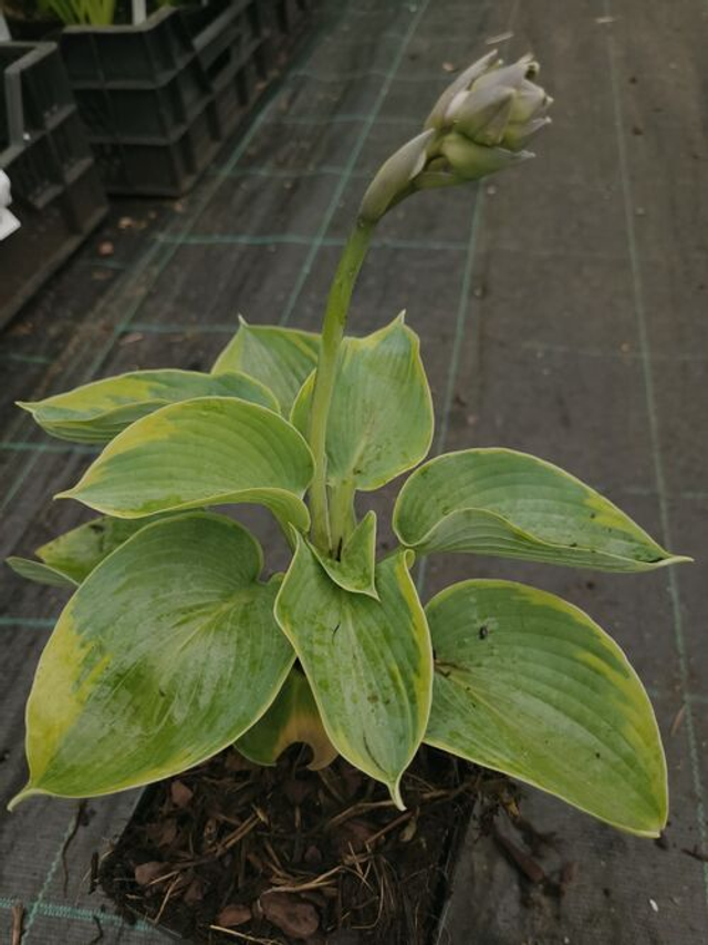 Hosta tokudama 'Flavocircinalis' 1 litre