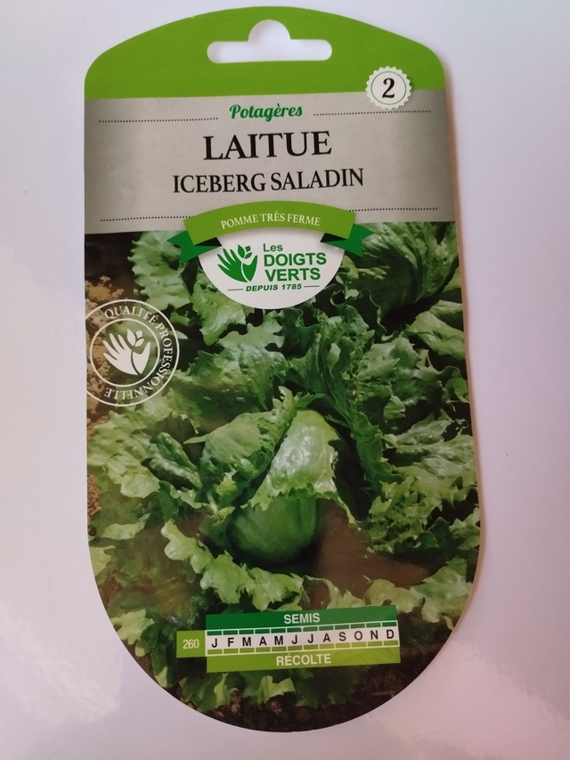 Laitue Iceberg saladin