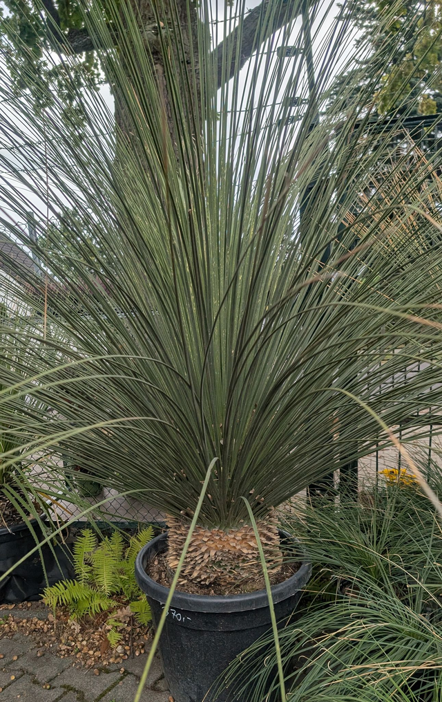 Dasylirion longissimum Mexikanischer Grasbaum