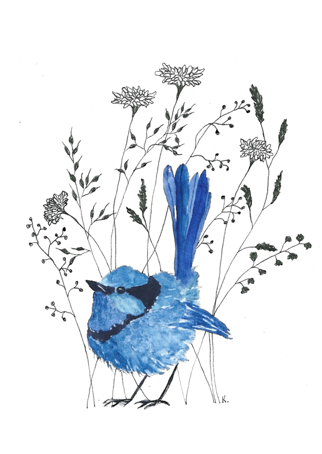 Fairy-wren