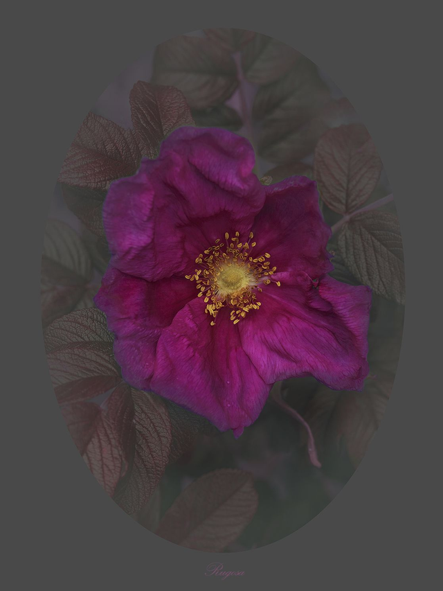 Rose Rugosa