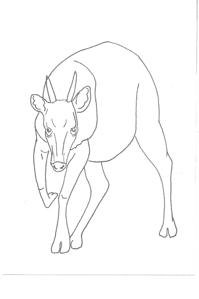 Carte &quot;Finis Moi!&quot; - Le Céphalophe de Jentink - 10x14cm