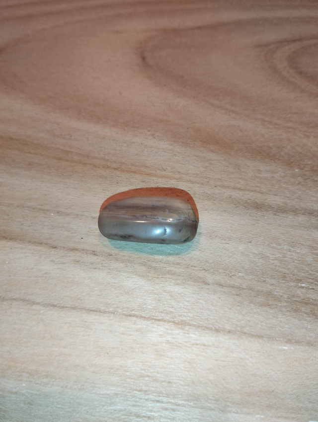 Bois fossile ou bois pétrifié 