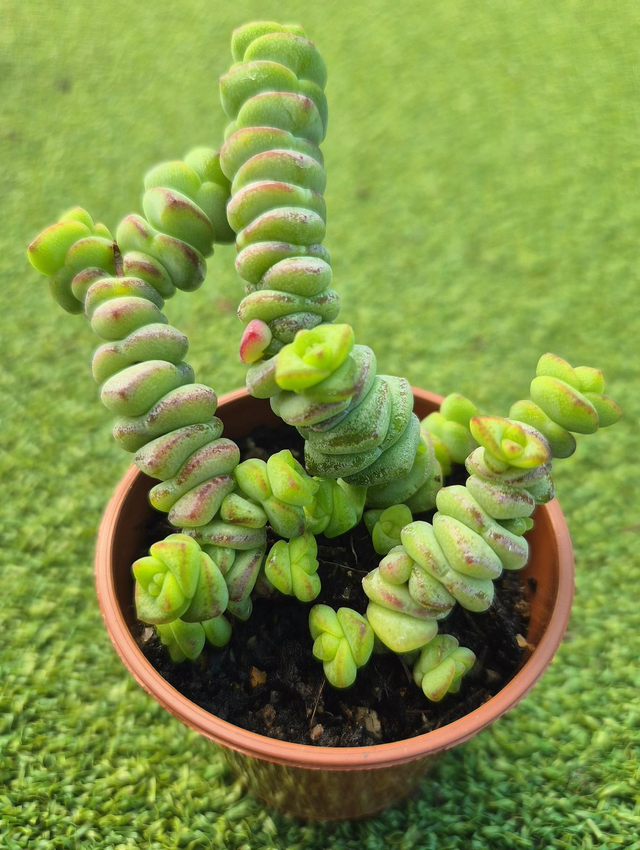 Crassula marnieriana 'Hottentot'