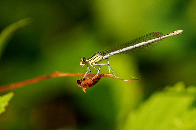 Agrion