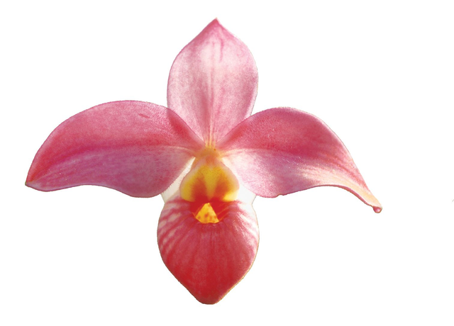 Unveiling Affection Essence