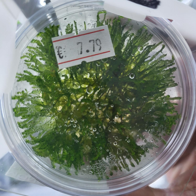 Taxiphyllum alternans vitro