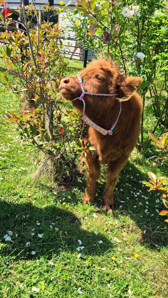 Gift Voucher Highland Cow Experience for 2 people - 1 hour exclusive experience.